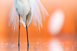 Grote Zilverreiger tijdens zonsondergang von AGAMI Photo Agency