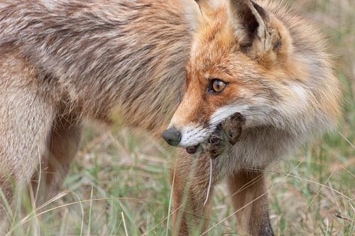 Vos met prooi