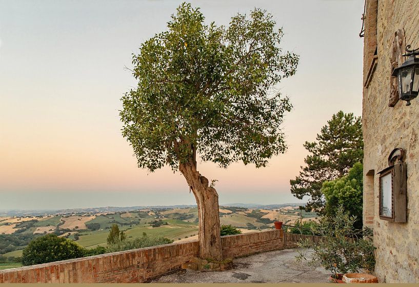 Einsamer Olivenbaum in der Region Arcevia von Marly De Kok