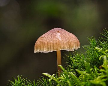 Paddenstoel in het bos