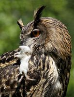 Uil met dode muis