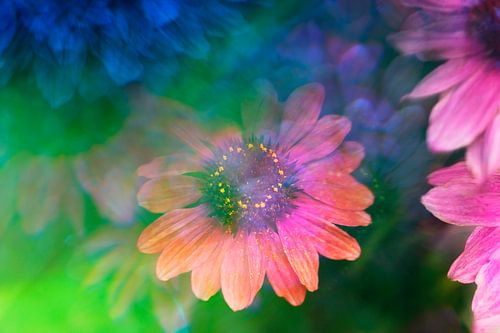 Echinacea photographed with a prism