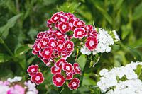 Blüten der Bartnelke