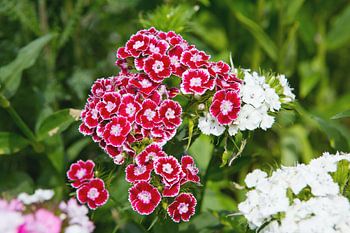 fleurs roses
