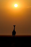 Girafe au lever du soleil
