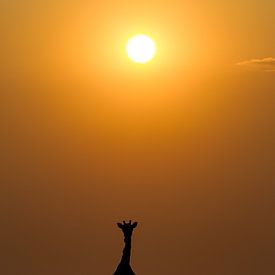 Girafe au lever du soleil sur Menso van Westrhenen