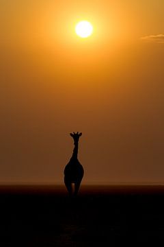Giraffe bij zonsopkomst van Menso van Westrhenen