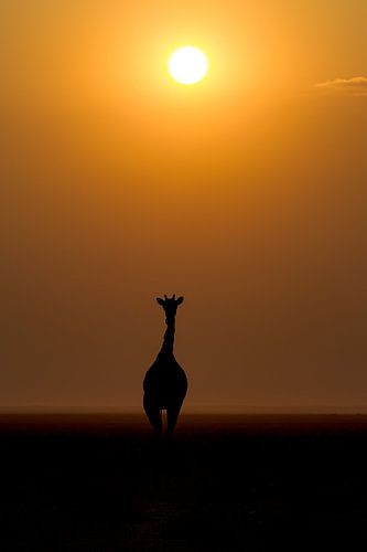 Giraffe at sunrise