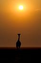 Giraffe bei Sonnenaufgang von Menso van Westrhenen Miniaturansicht
