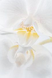 A white orchid with a picturesque reflection by Marjolijn van den Berg