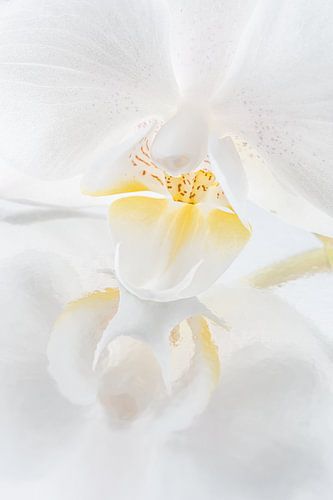 Een witte orchidee met een schilderachtige weerspiegeling