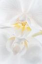 A white orchid with a picturesque reflection by Marjolijn van den Berg thumbnail