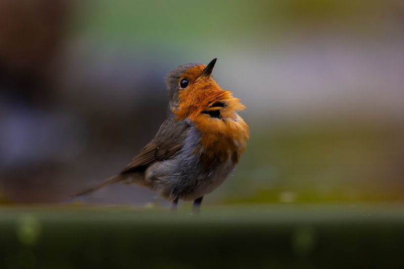 Robin im Traumlicht von Rémon Ubink