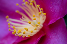 Roze bloem close up van Dries de Waard