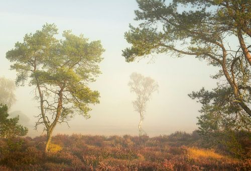 Schilderachtig mooi licht op de Kalmthoutse Heide