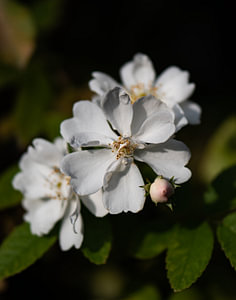 weiße Rosen