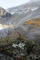 Edelweiß, Flora und Fauna der Alpen – faszinierende Naturfotografie aus den Bergen.