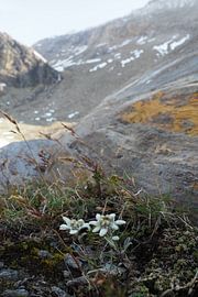 Edelweiss, flora and fauna of the Alps - fascinating nature photography from the mountains. by Miriam Schwarzfischer Fotografie