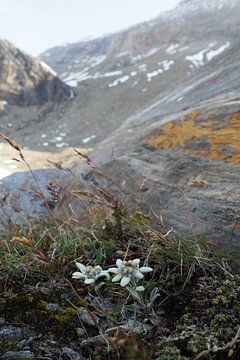 Edelweiss, flora and fauna of the Alps - fascinating nature photography from the mountains.