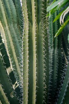 Nahaufnahme eines Kaktus von Lisa Bouwman