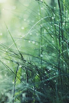Dewdrops on blades of grass by Dirk Wüstenhagen
