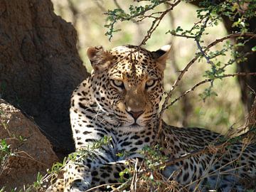 Luipaard Namibië van Annie Lausberg-Pater