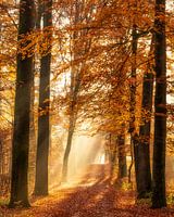The beauty of Autumn