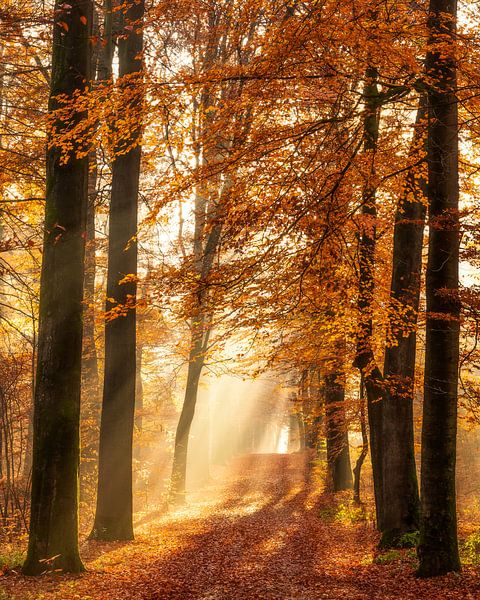 Die Schönheit des Herbstes von Thomas Jansen