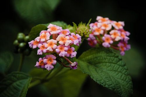 Roze en oranje lantana's in de spotlight