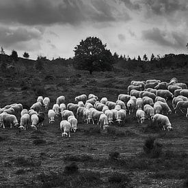 'Die Schafe von Gelderland' von Jacques Vledder