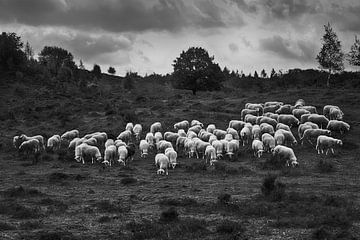 'The Sheep of Gelderland' van Jacques Vledder