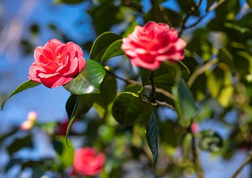 wild pink rose flowers in the forest
