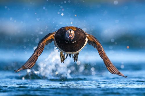 IJseend, Clangula hyemalis