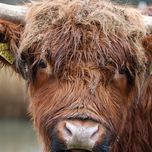 Highlander écossais