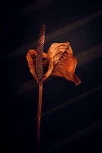 Getrocknete Zantedeschia im warmen Herbstlicht von Karel Ham
