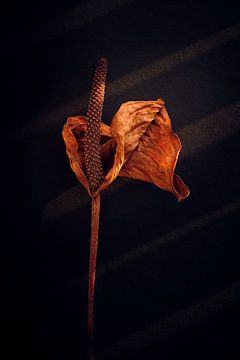 Getrocknete Zantedeschia im warmen Herbstlicht von Karel Ham