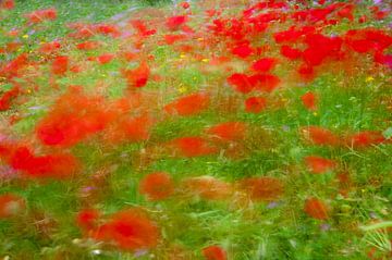 Poppies on the move by jowan iven