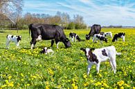 Prairie pleine de pissenlits avec des vaches et des veaux colorés par Ben Schonewille Aperçu