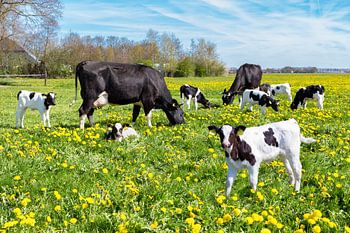 Prairie pleine de pissenlits avec des vaches et des veaux colorés