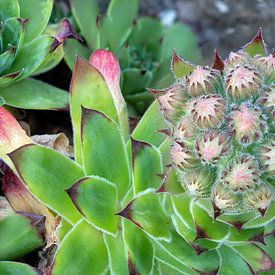 Een close-up van de bloemknoppen van een vetplant, de huiseleek van Hans-Jürgen Janda