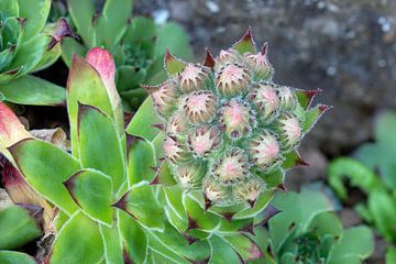 Un gros plan sur les boutons floraux d'une plante succulente, la joubarbe.