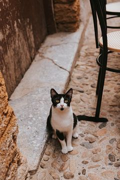 Kat in de oude stad van Cefalu, Sicilië Italië van Manon Visser