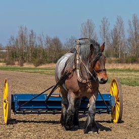 Outil historique d'épandage d'engrais et cheval de trait sur Bram van Broekhoven