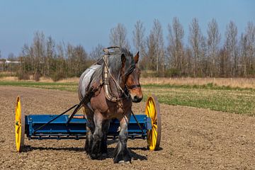 Fertilizer spreading historical tool and draft horse by Bram van Broekhoven