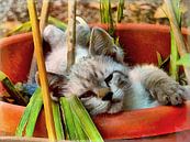 Can I Help You? Kitten by Dorothy Berry-Lound thumbnail