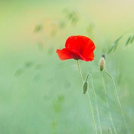 Mohnblüte von Daniela Beyer
