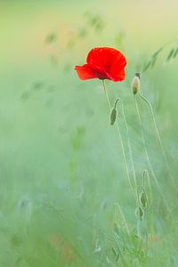 Fleur de pavot