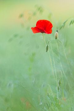 Klaproos van Daniela Beyer