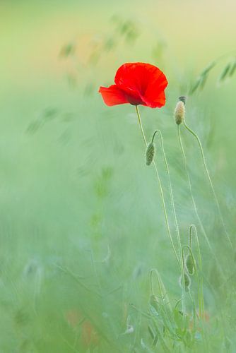 Mohnblüte von Daniela Beyer