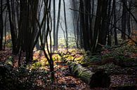 Heller Fleck im dunklen Herbstwald von Edwin Butter Miniaturansicht